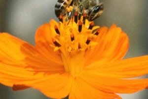 17° Congresso Brasileiro de Apicultura - Confira a Programação! 17° Congresso Brasileiro de Apicultura - Confira a Programação!